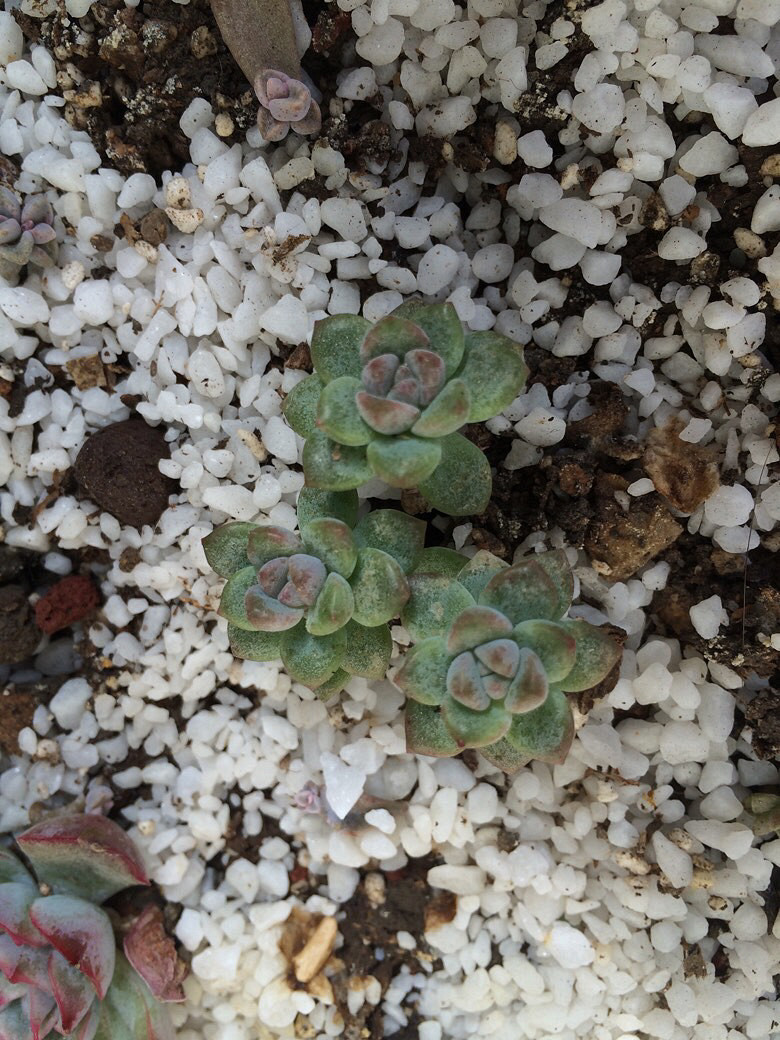 Ϊʲô�ҼҵĶ����ϳ�������������ָ��һ