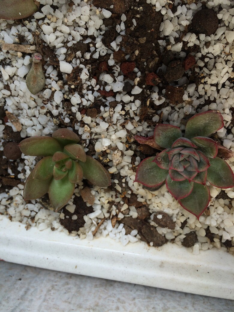 Ϊʲô�ҼҵĶ����ϳ�������������ָ��һ