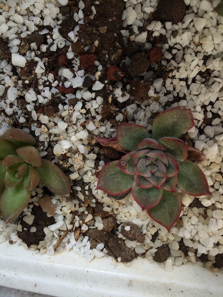 Ϊʲô�ҼҵĶ����ϳ�������������ָ��һ