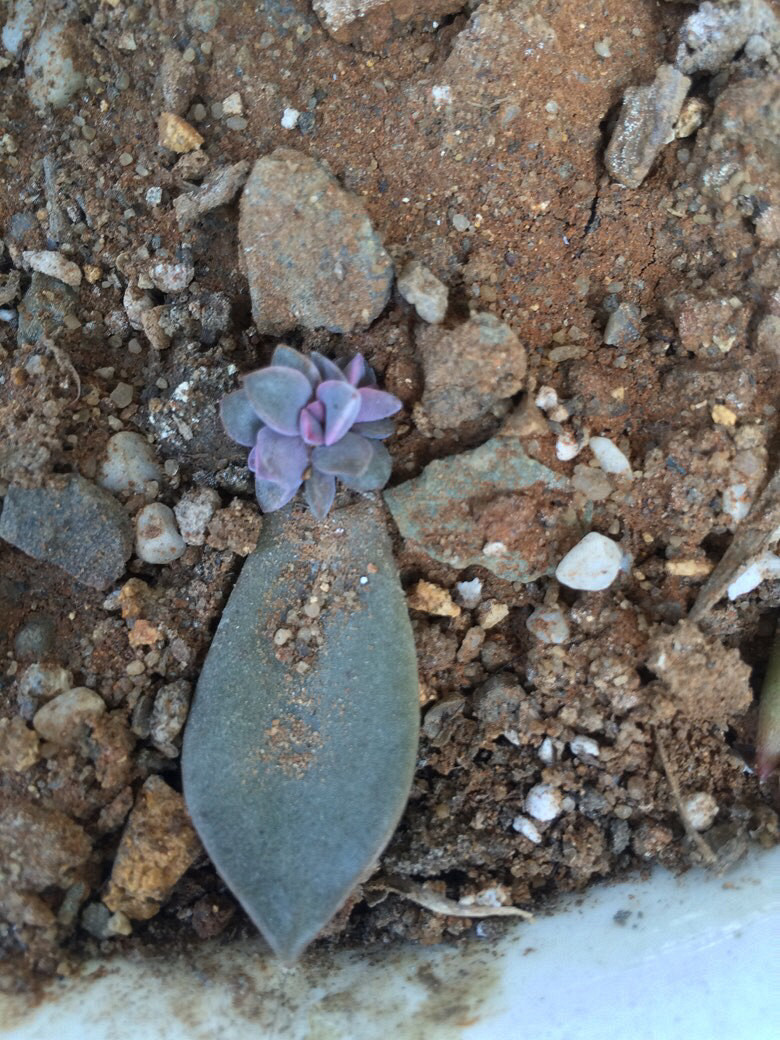 Ϊʲô�ҼҵĶ����ϳ�������������ָ��һ