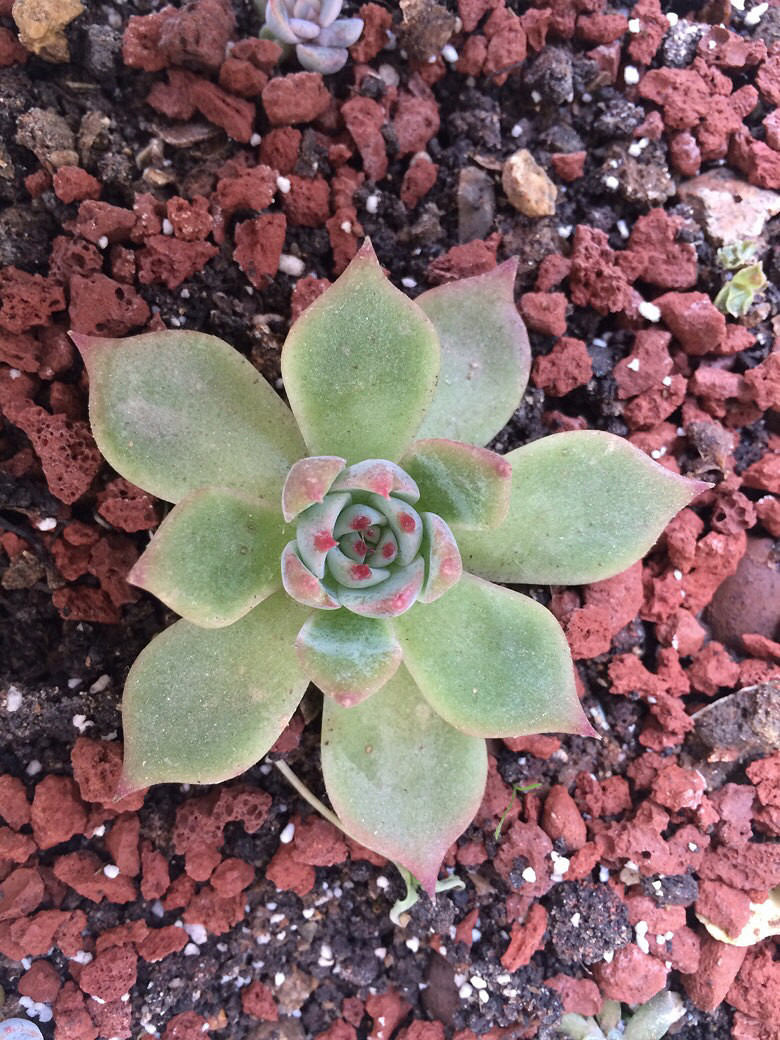 Ϊʲô�ҼҵĶ����ϳ�������������ָ��һ