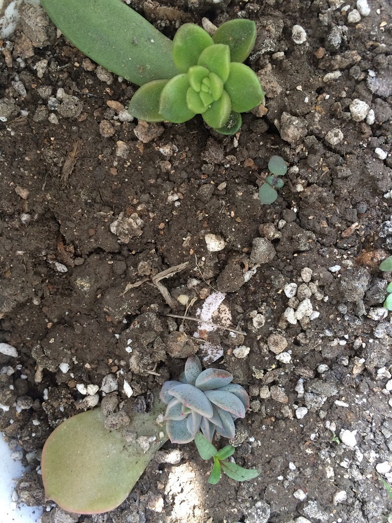 Ϊʲô�ҼҵĶ����ϳ�������������ָ��һ