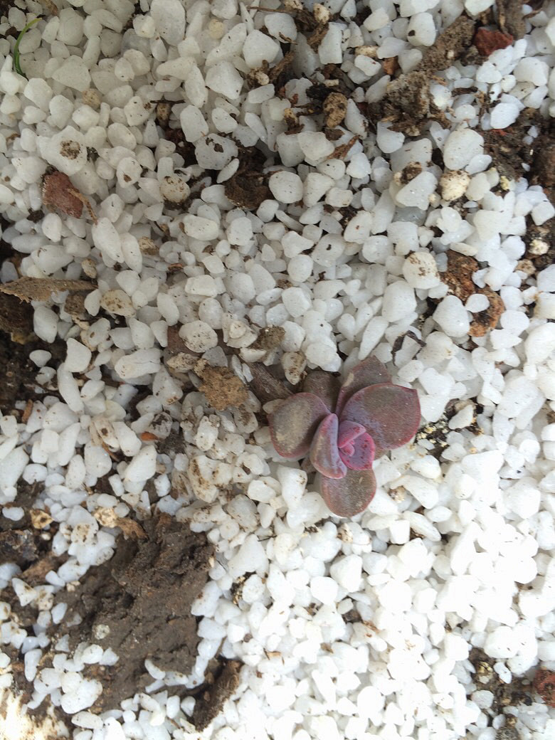 Ϊʲô�ҼҵĶ����ϳ�������������ָ��һ