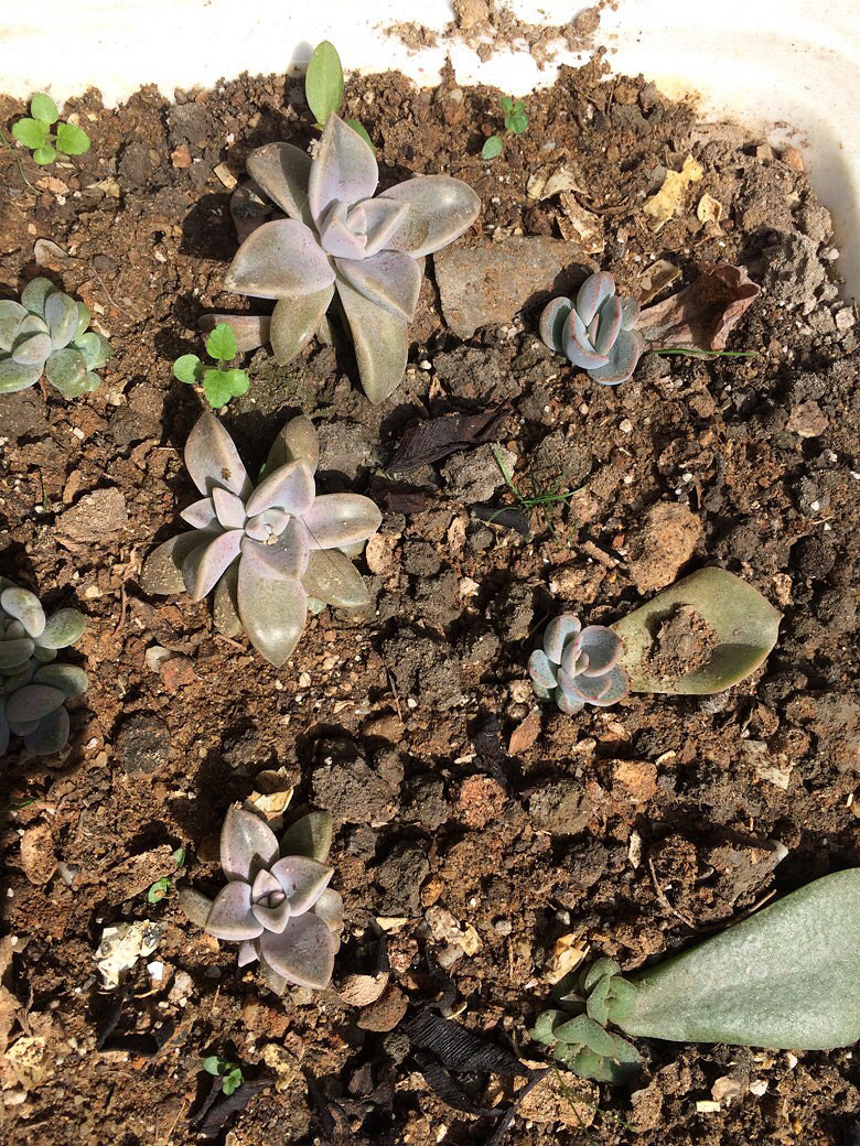 Ϊʲô�ҼҵĶ����ϳ�������������ָ��һ