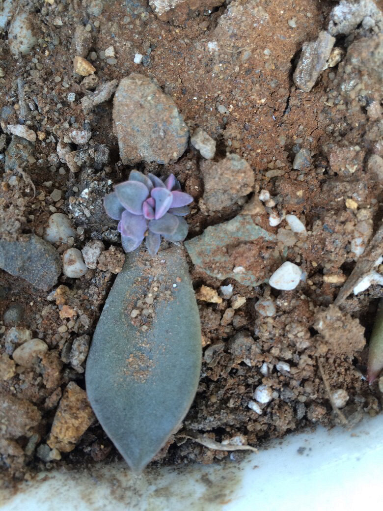 Ϊʲô�ҼҵĶ����ϳ�������������ָ��һ