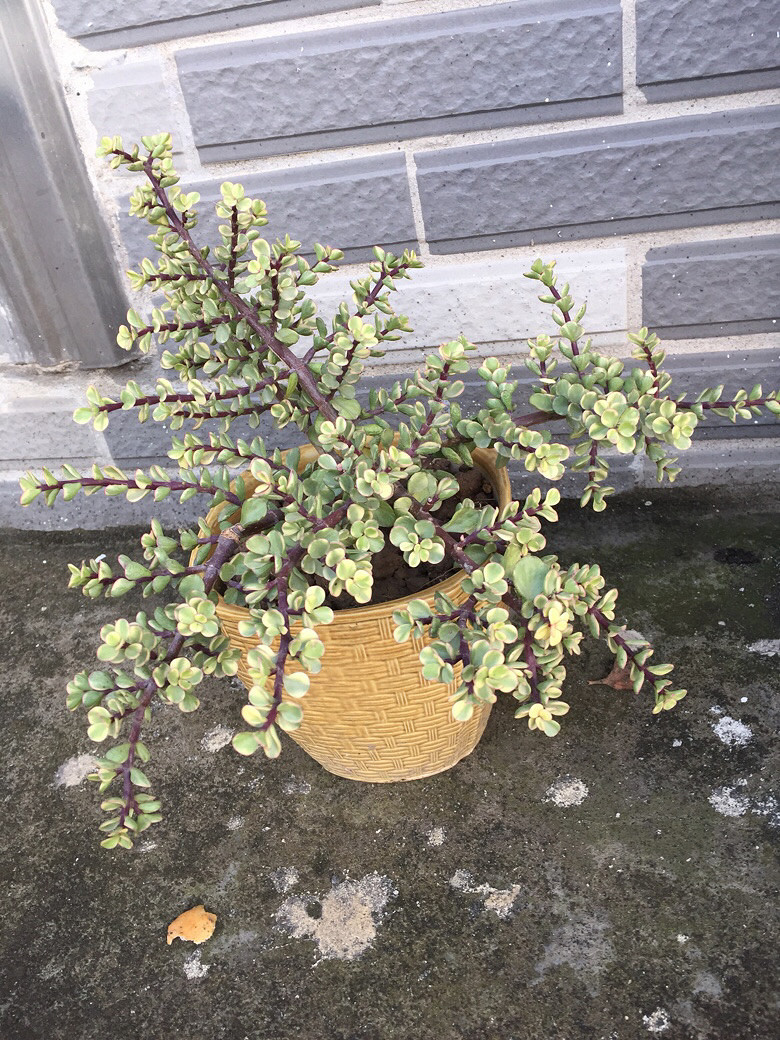 �ص�����С����