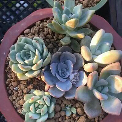 ����Ʊ����ҼҵĶ���������