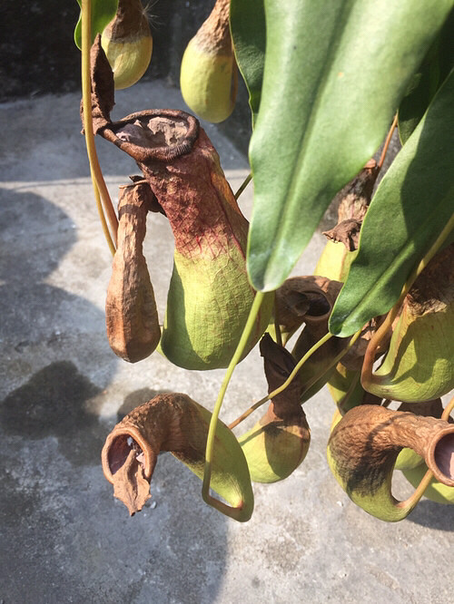 ��⣺����ֲ��Ҫ��ô������