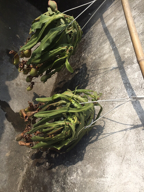 ��⣺����ֲ��Ҫ��ô������