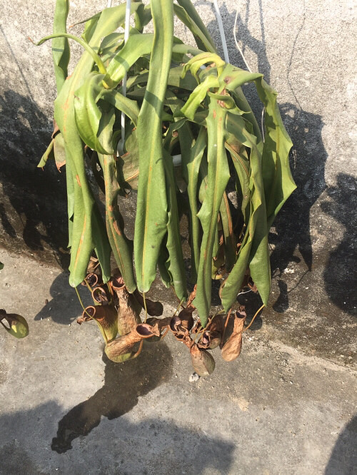 ��⣺����ֲ��Ҫ��ô������