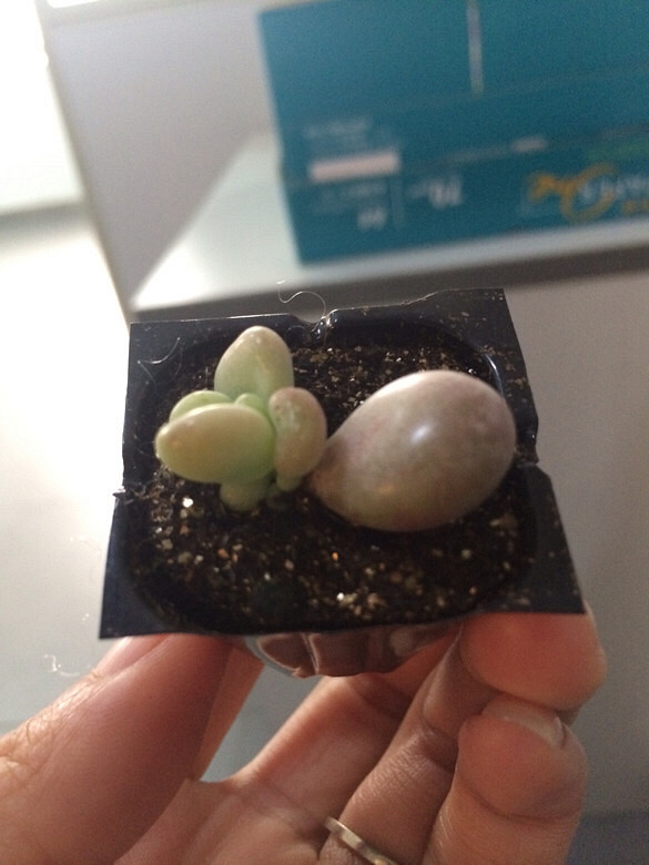 ���ڵȵ���