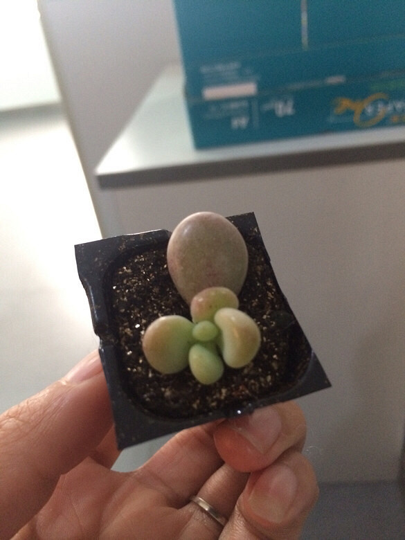 ���ڵȵ���