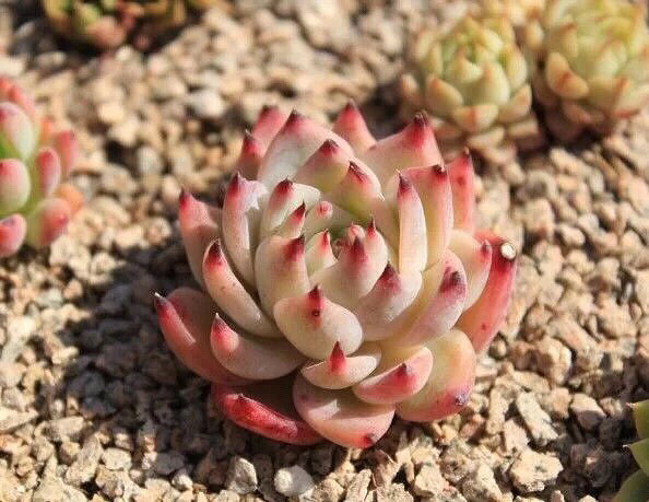 ����Ʊ����ҼҵĶ���������