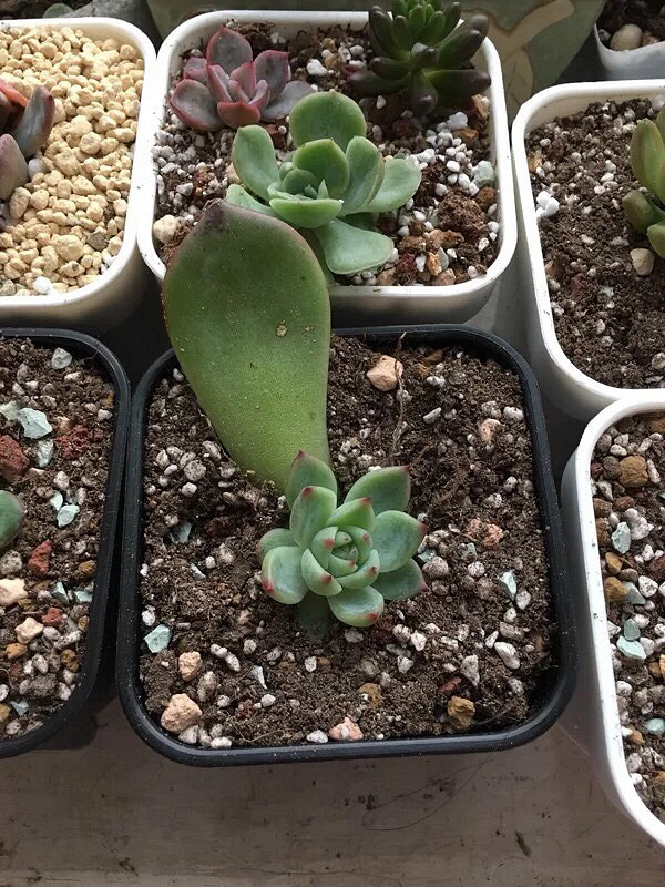 ����Ʊ����ҼҵĶ���������