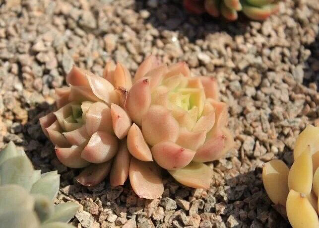 ����Ʊ����ҼҵĶ���������