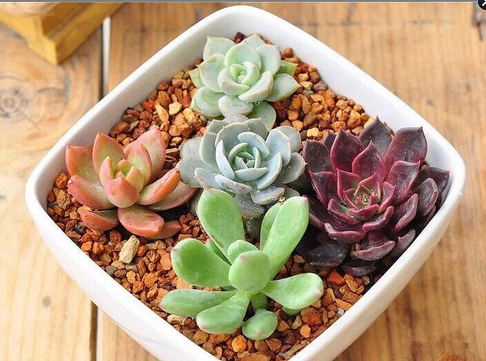 ����Ʊ����ҼҵĶ���������