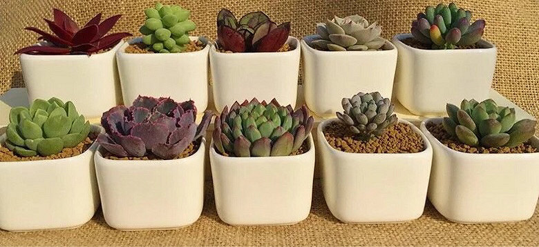 ����Ʊ����ҼҵĶ���������