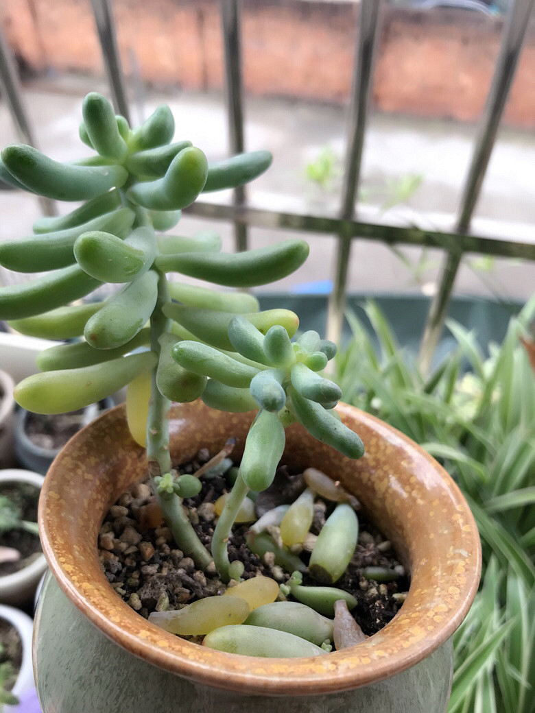 �鷳��Ұ�æ����������������ô���£�Ҷ��