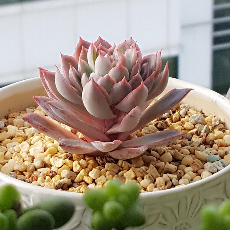 ���춬�����Ƿ������Ǵ����������꣬�����