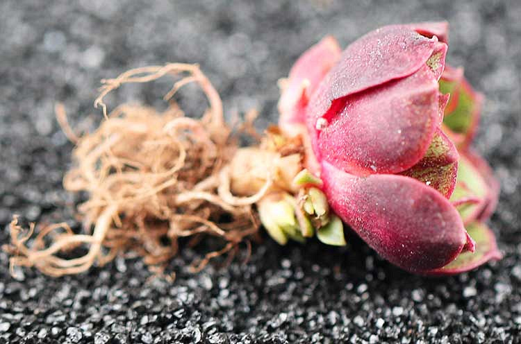 Ư����ԲҶ������