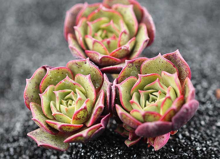 Ư����ԲҶ������