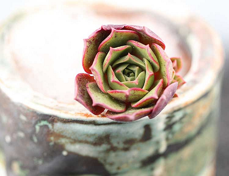 Ư����ԲҶ������