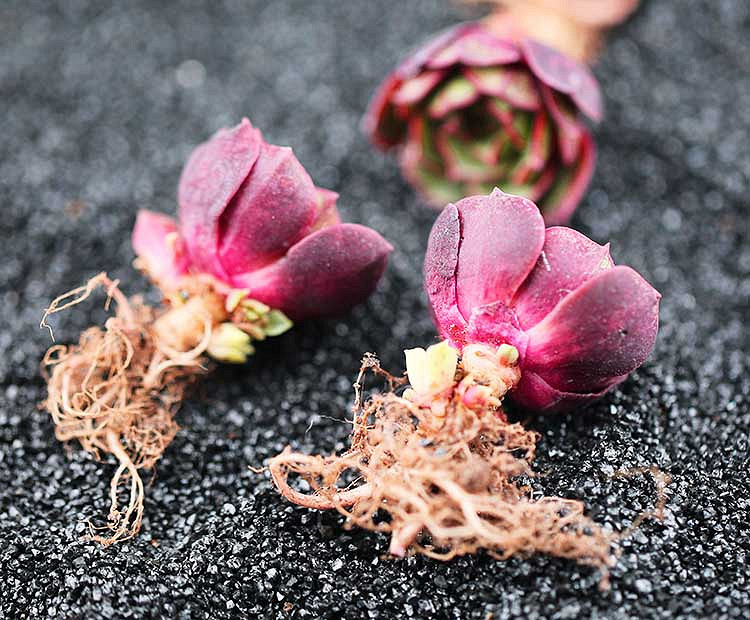 Ư����ԲҶ������