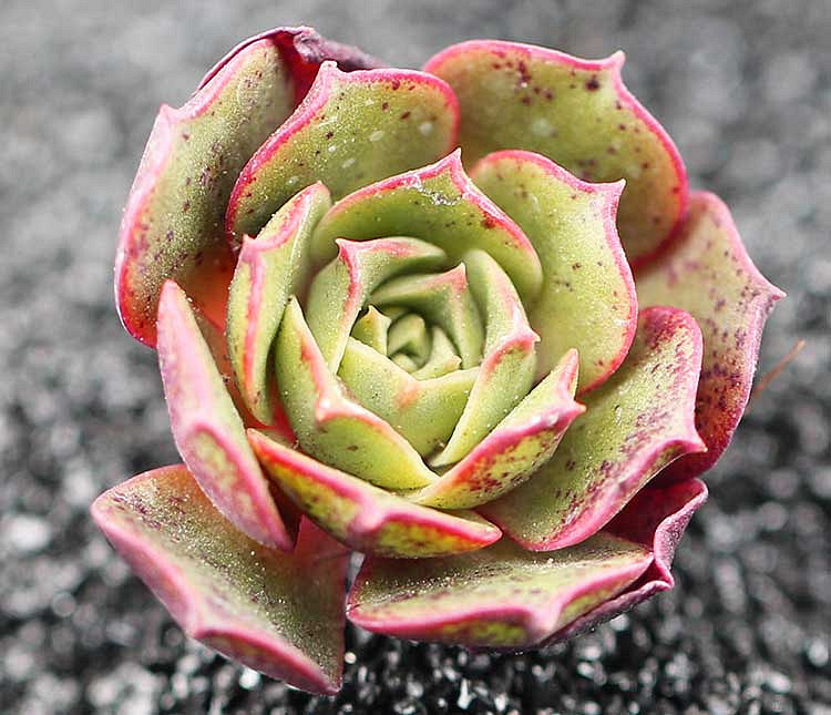 Ư����ԲҶ������