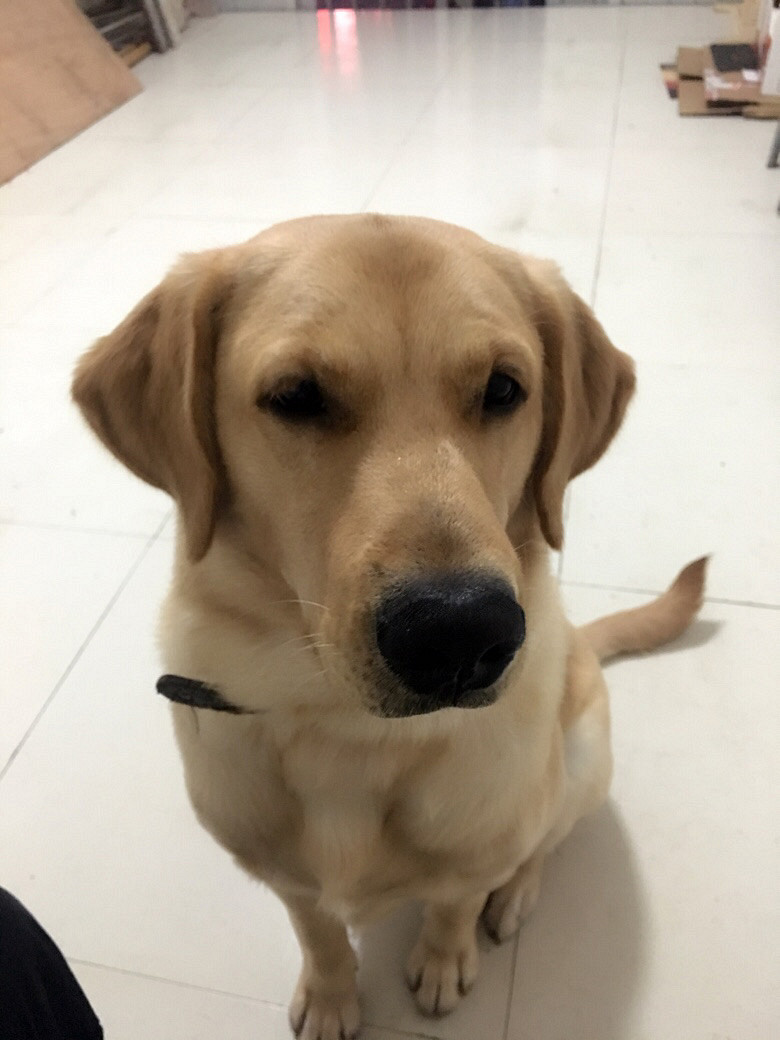 �Ҹ�ĸ������������