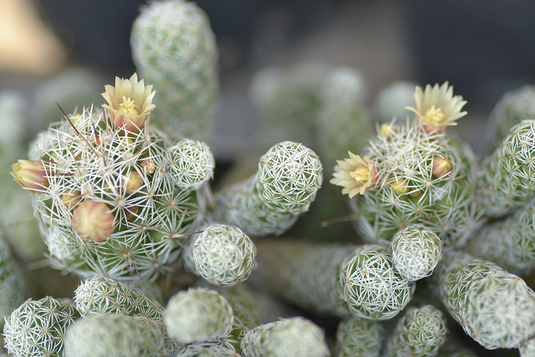 ׬�ֶ�������