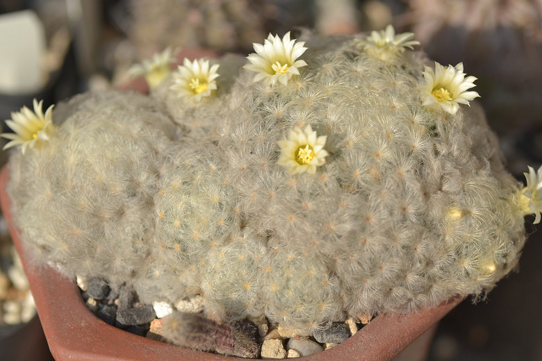 ׬�ֶ�������