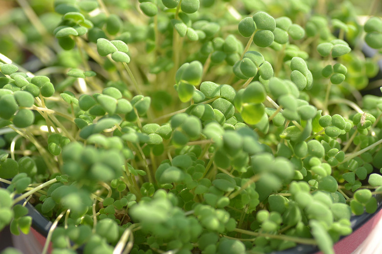 ׬�ֶ�������