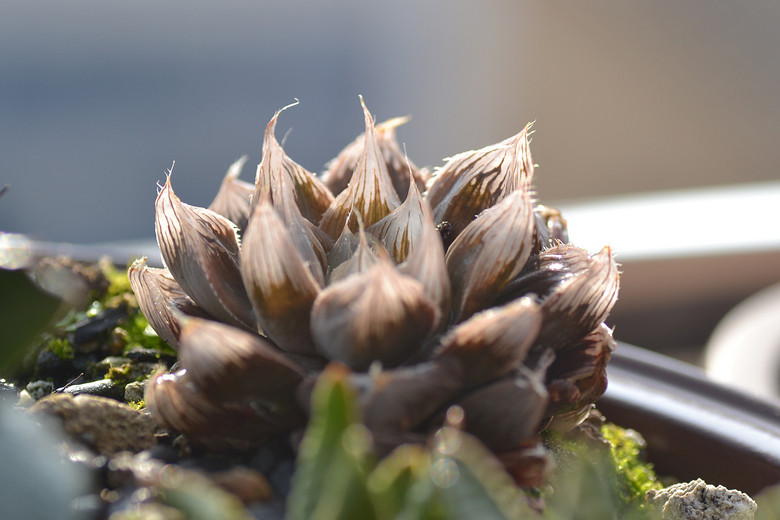 ׬�ֶ�������