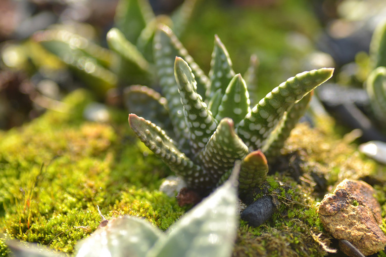 ׬�ֶ�������