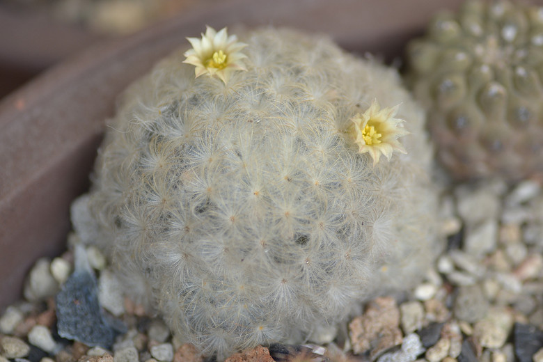 ׬�ֶ�������