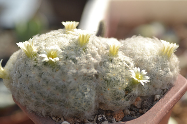 ׬�ֶ�������