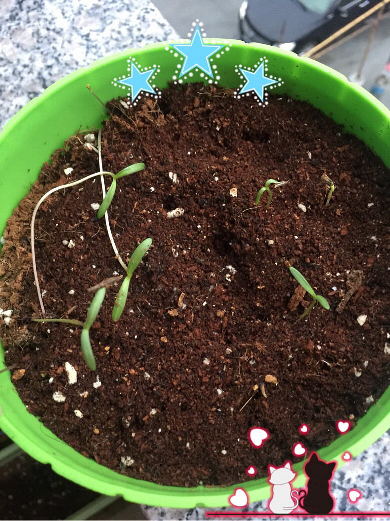 ���������ð������