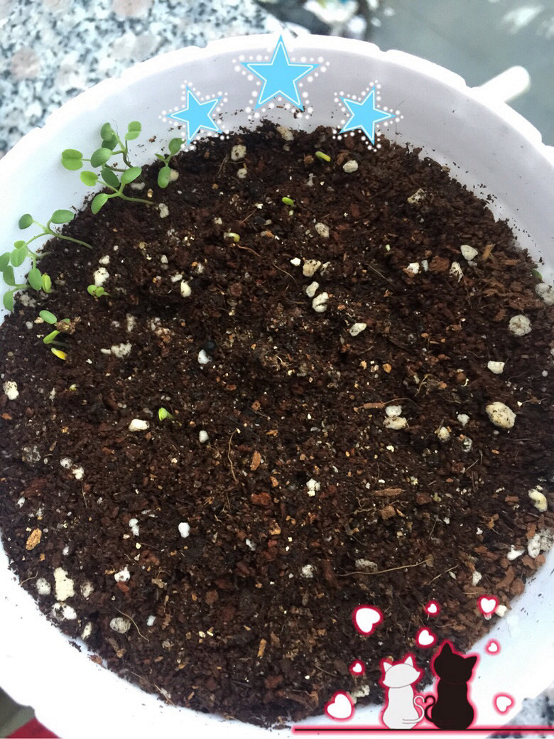 ���������ð������