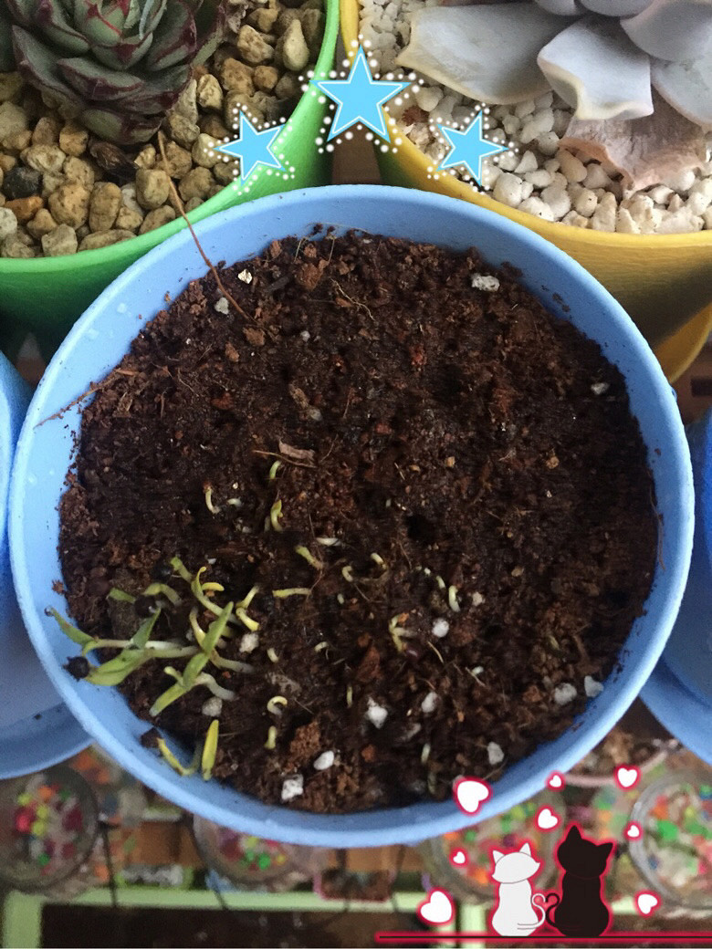 ���������ð������