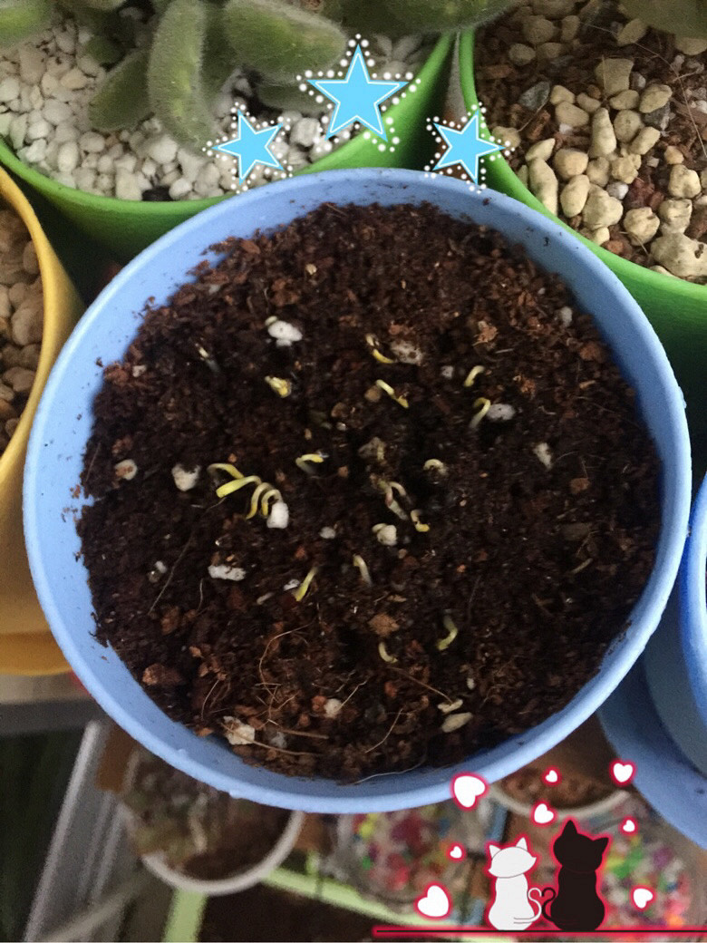 ���������ð������