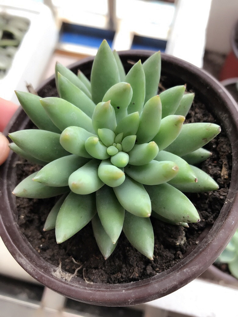 �Ҽ�����