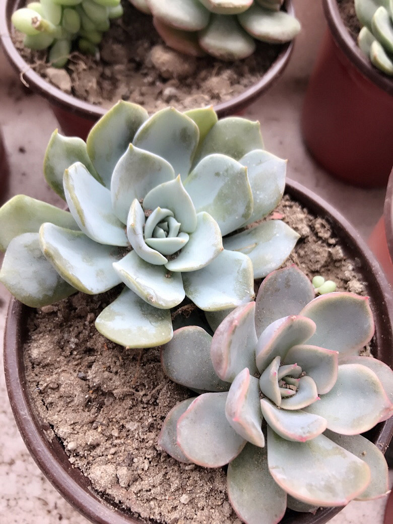 �Ҽ�����