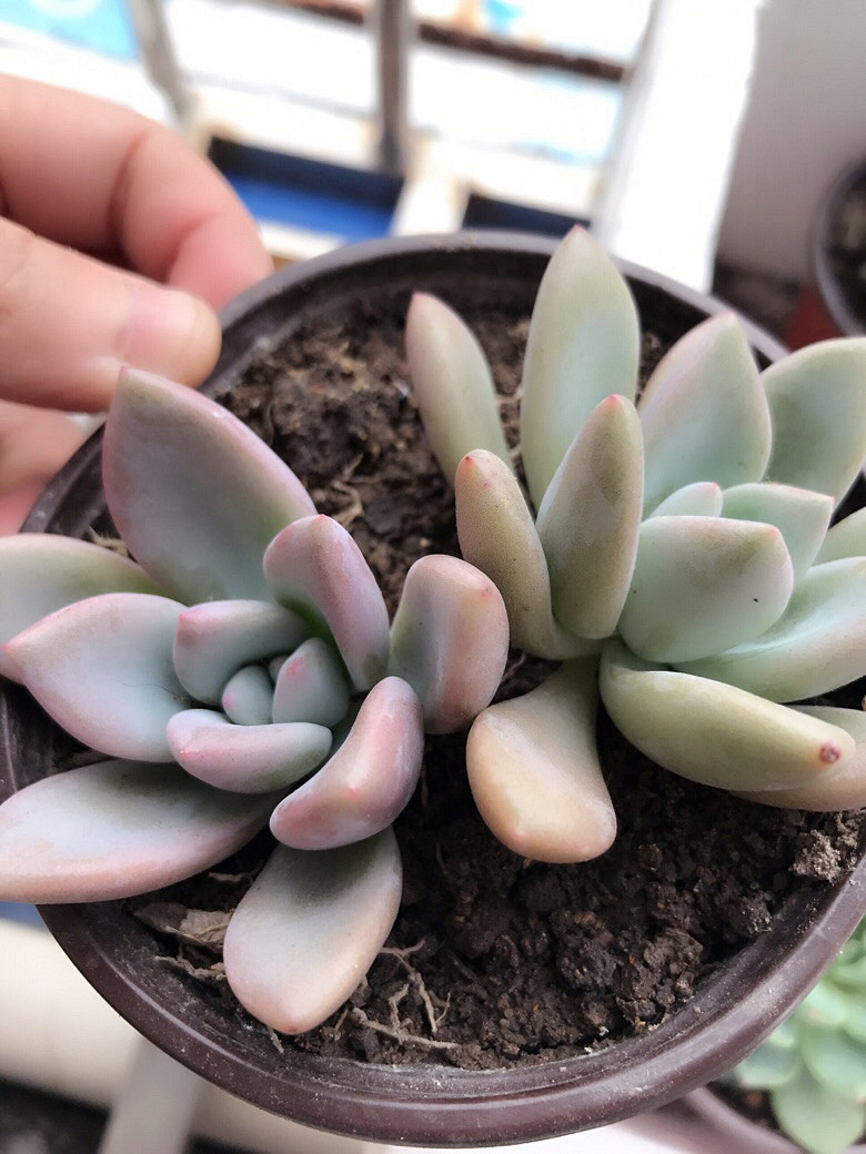 �Ҽ�����