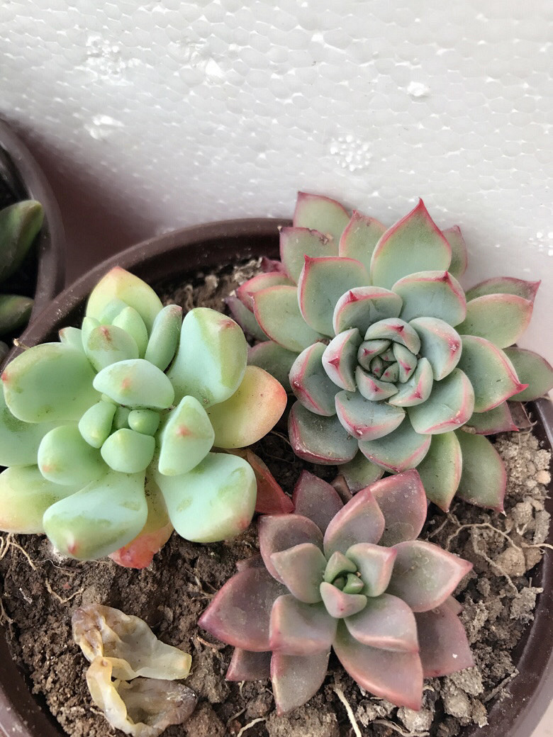 �Ҽ�����