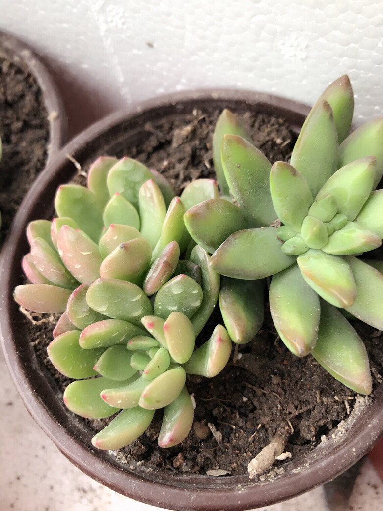 �Ҽ�����