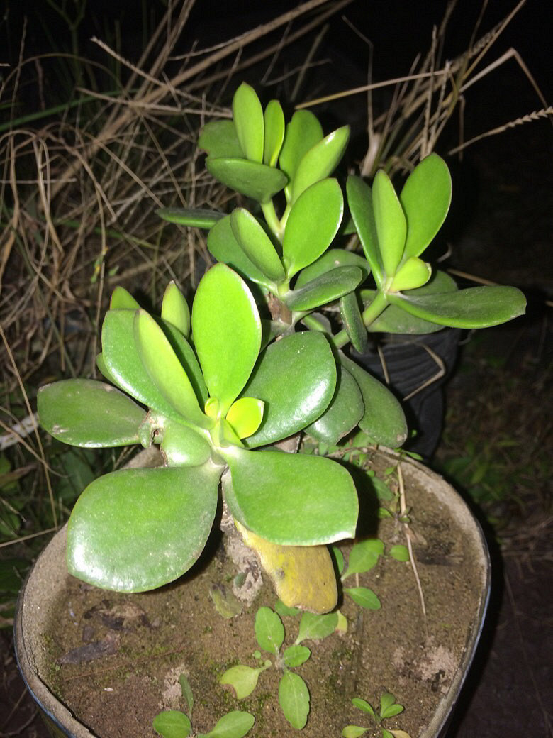 �Ҳ�˵����ɹɹ