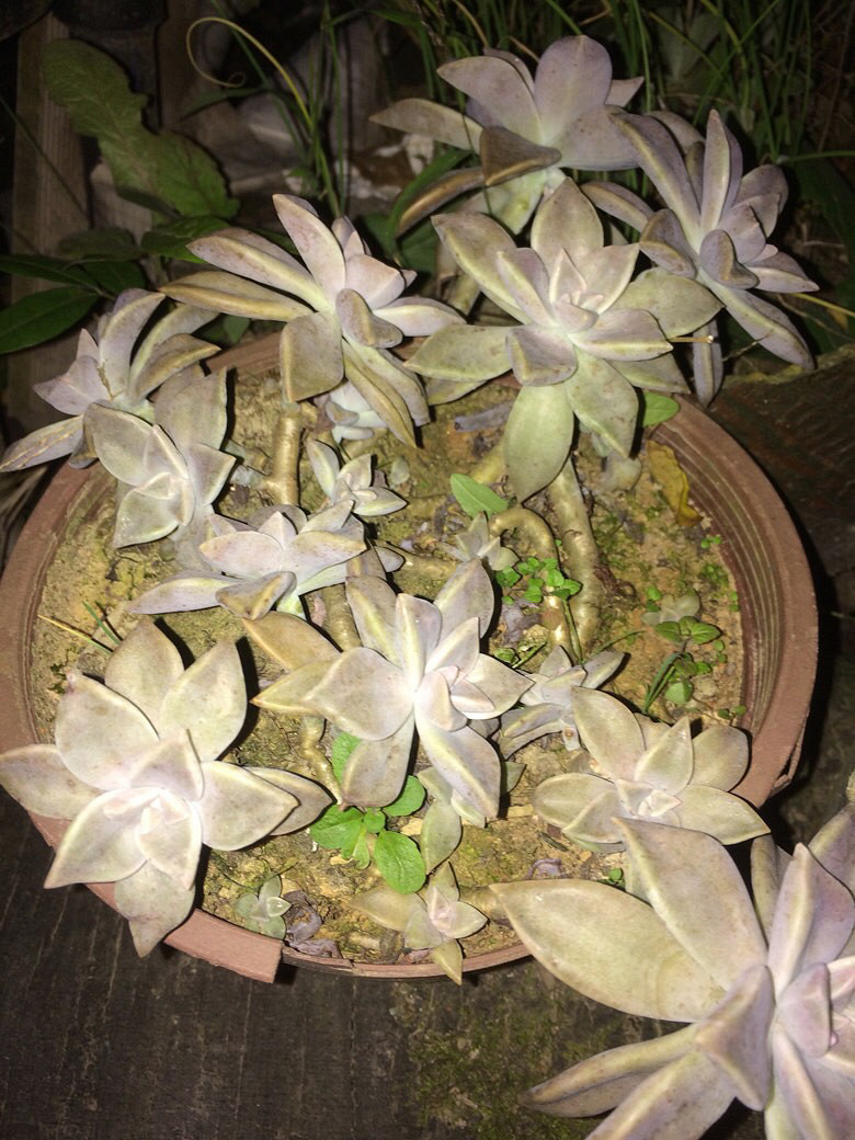 �Ҳ�˵����ɹɹ