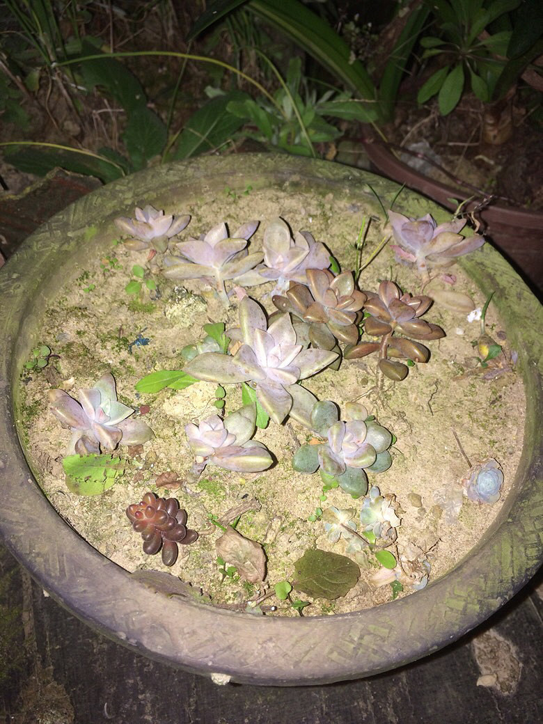 �Ҳ�˵����ɹɹ