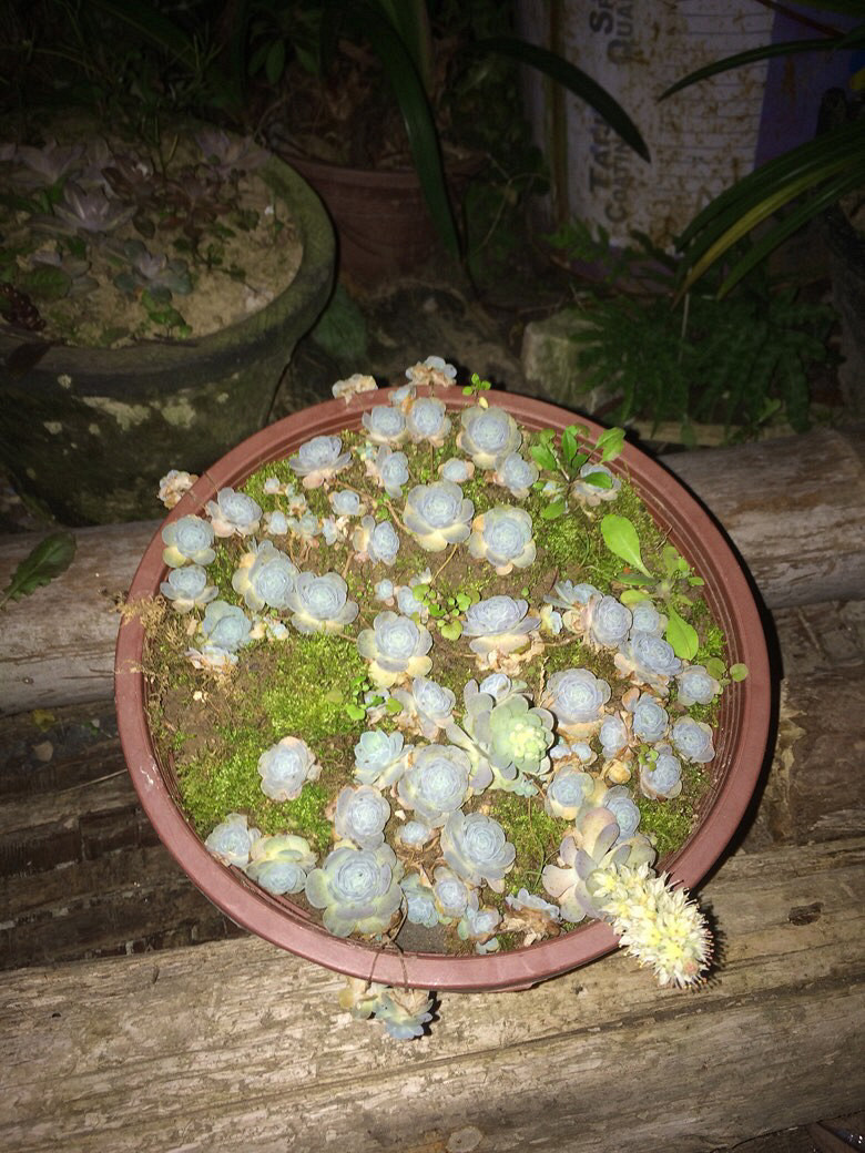 �Ҳ�˵����ɹɹ