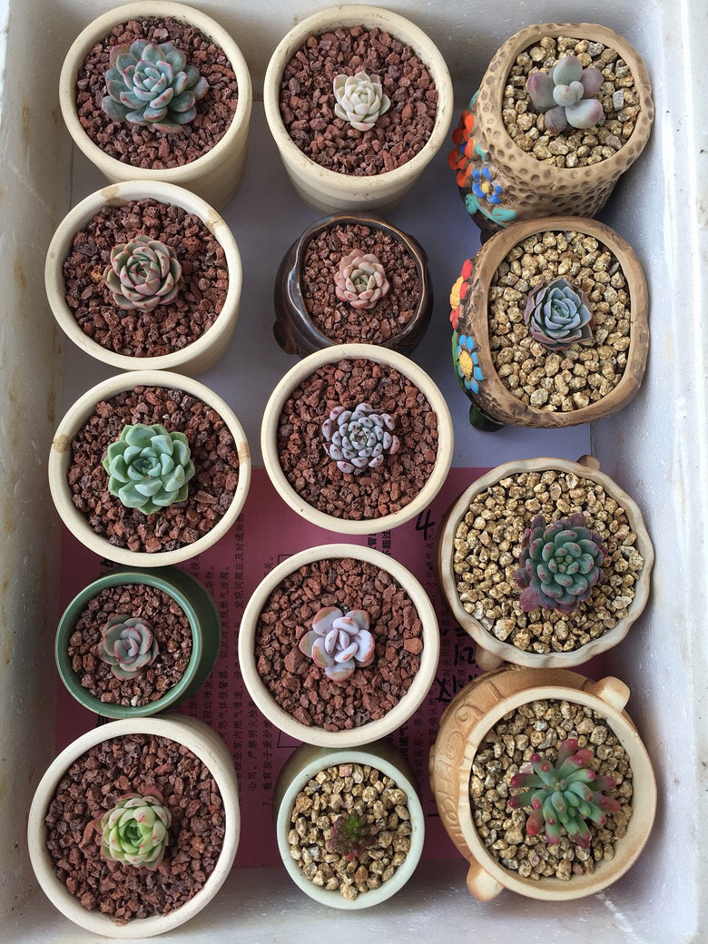 ���Ļţ�С��ű�������ȥ��